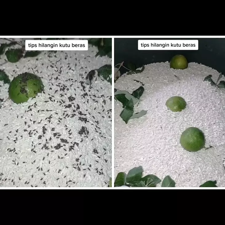 Hanya pakai 2 bahan, ini cara cepat mengusir kutu pada beras agar bisa digunakan lagi