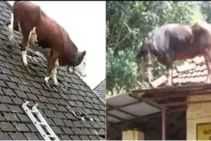 11 Kelakuan absurd hewan di tempat tak semestinya ini bikin nggak habis pikir, kok bisa sih?