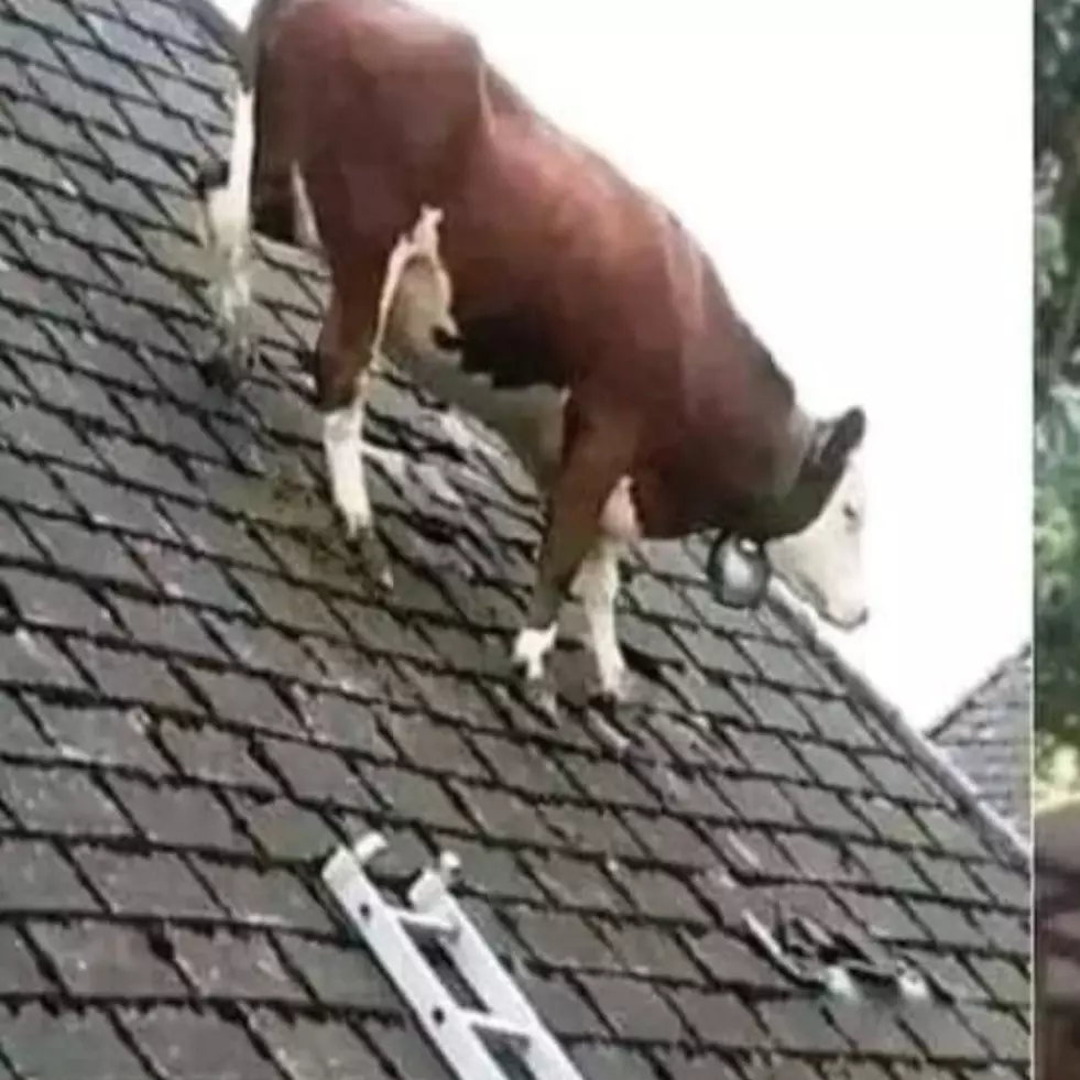 11 Kelakuan absurd hewan di tempat tak semestinya ini bikin nggak habis pikir, kok bisa sih?