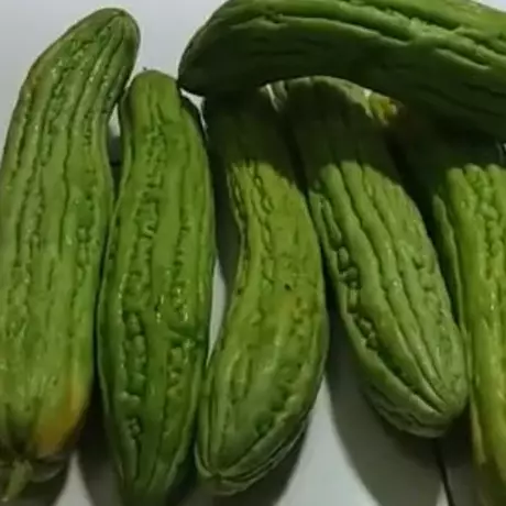 Tanpa bahan tambahan, ini cara menyimpan pare agar awet dan segar selama berbulan-bulan