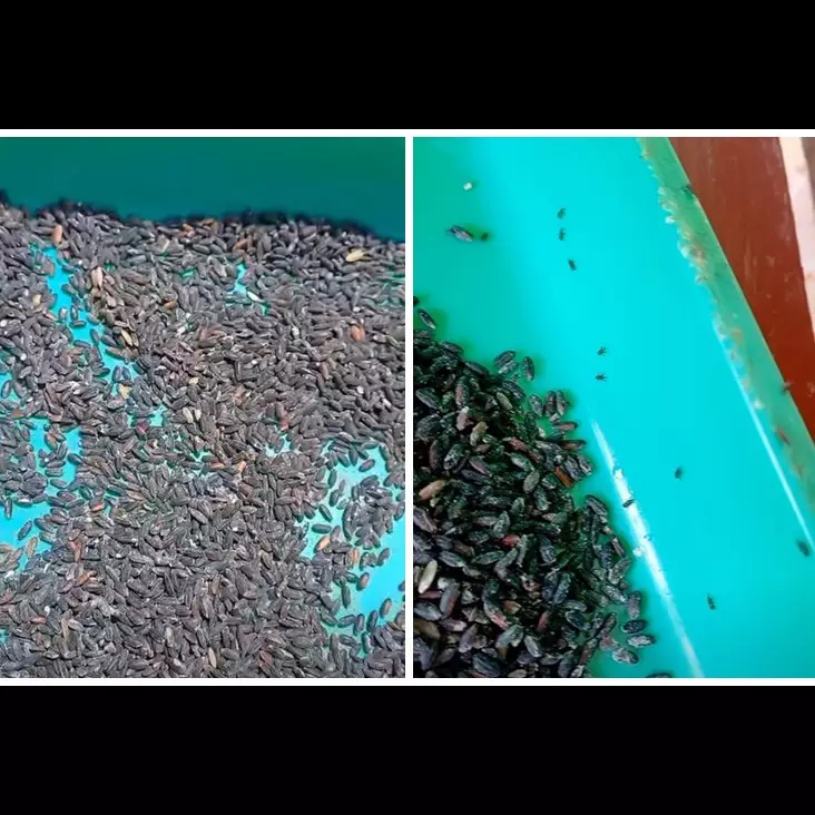 Tanpa bahan apapun, begini trik mudah mengusir semut dan kutu di beras