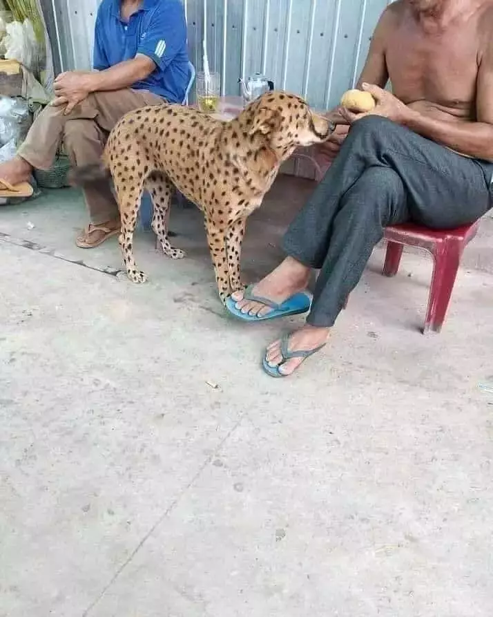 15 benda susah dibedakan ini bikin bingung sendiri lihatnya © berbagai sumber