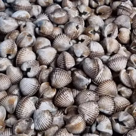 Tanpa bahan tambahan, ini trik merebus kerang dara agar cepat matang dan mekar dengan sendirinya