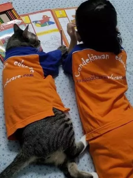 potret absurd orang dan kucing Berbagai sumber potret absurd orang dan kucing Berbagai sumber