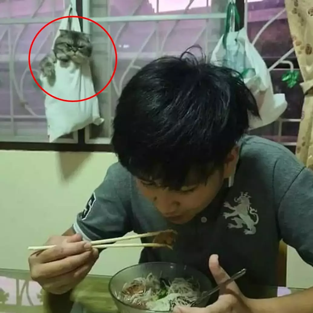 Kocak tapi nyeleneh, 11 potret absurd orang dan kucing ini bikin tepuk jidat