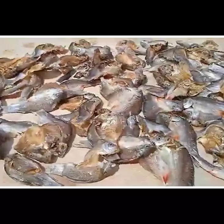 Cara menyimpan ikan asin di kulkas ini bikin rasanya tak berubah hingga berbulan-bulan