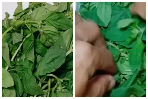 Tanpa bahan tambahan, ini trik simpan kemangi agar tetap segar dan tidak menguning selama berhari-hari