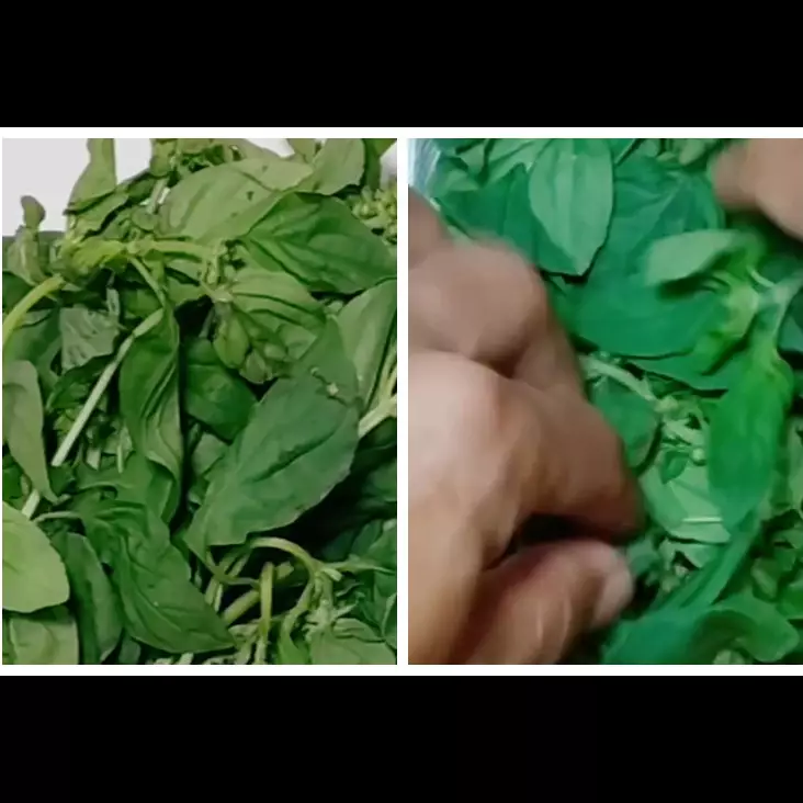 Tanpa bahan tambahan, ini trik simpan kemangi agar tetap segar dan tidak menguning selama berhari-hari