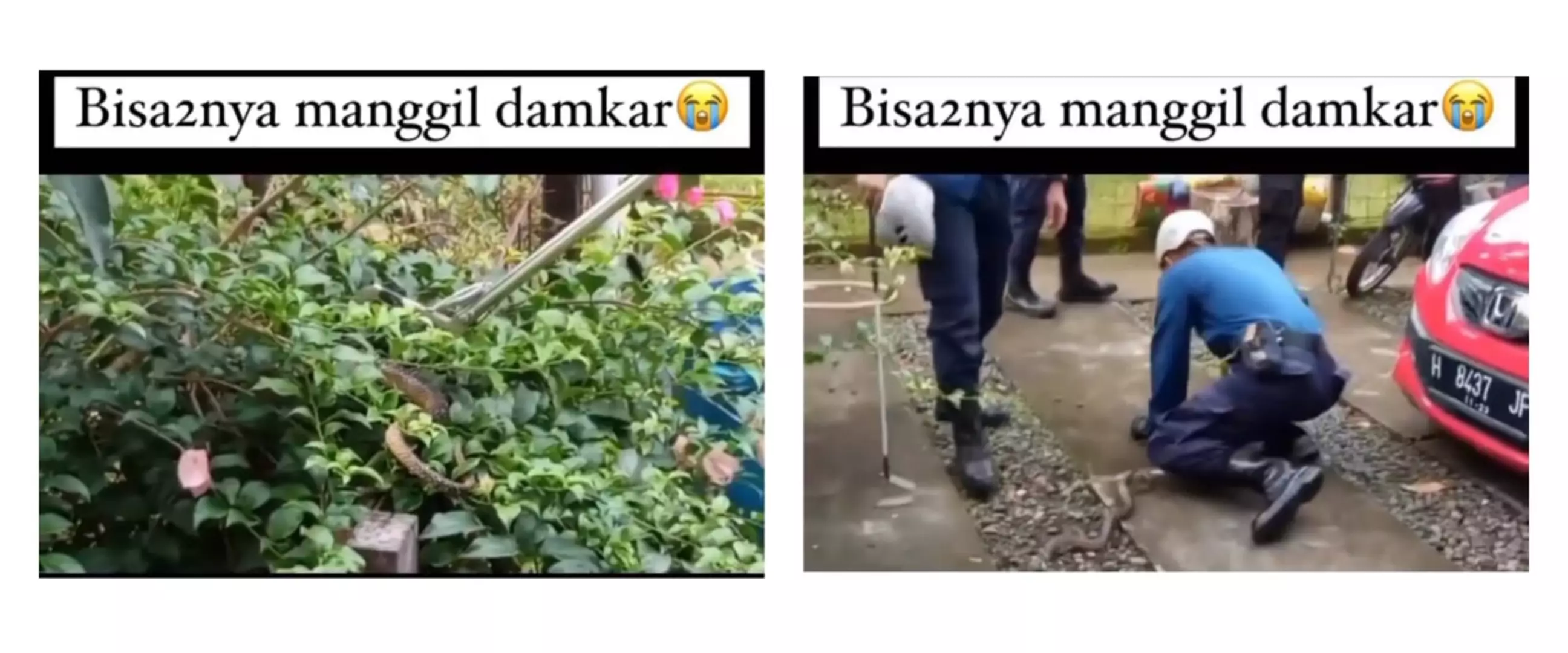 Momen tak terduga saat petugas damkar evakuasi ular berbisa, endingnya auto bikin kesel