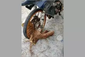 15 Potret ada benda tak biasa yang nyangkut di ban motor, apesnya bikin ngelus dada