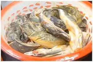 Cara jitu menyimpan ikan lele di kulkas, awet dan tetap segar hingga 2 bulan