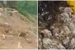 Momen pilu peternak di Cianjur cuma bisa nangis lihat ayam-ayamnya hanyut terbawa banjir