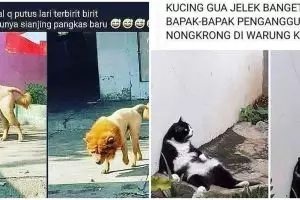 9 Status kocak tentang hewan di jalan ini kasihan tapi bikin ngakak