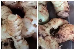 Trik menyimpan lengkuas agar tetap segar selama 23 hari, simpel tanpa kulkas