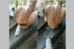 11 Momen lucu hampir tertipu ini endingnya bikin ketawa kesal, ada-ada saja