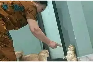 Jadi makhluk terkuat di bumi, 11 aksi kocak emak-emak kalau lagi marah ini fix jangan dilawan