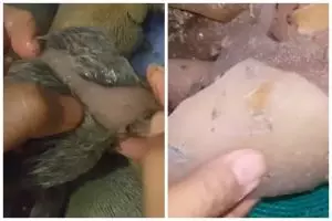 Tak perlu dikerok atau dibakar, ini cara mudah membersihkan bulu pada kikil sapi