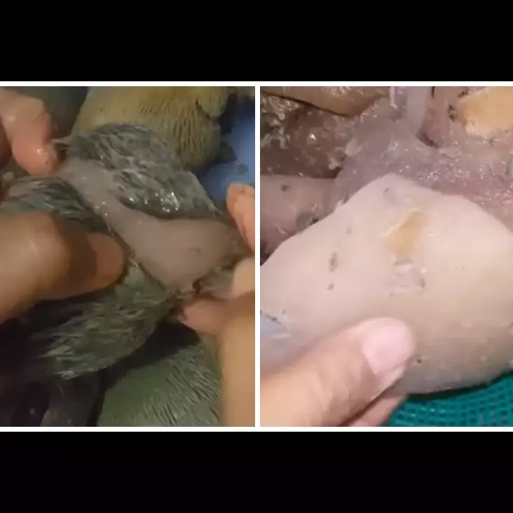 Tak perlu dikerok atau dibakar, ini cara mudah membersihkan bulu pada kikil sapi