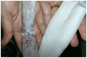 Tak perlu pakai pisau, ini cara menyiangi cumi agar putih bersih dan tintanya tak pecah