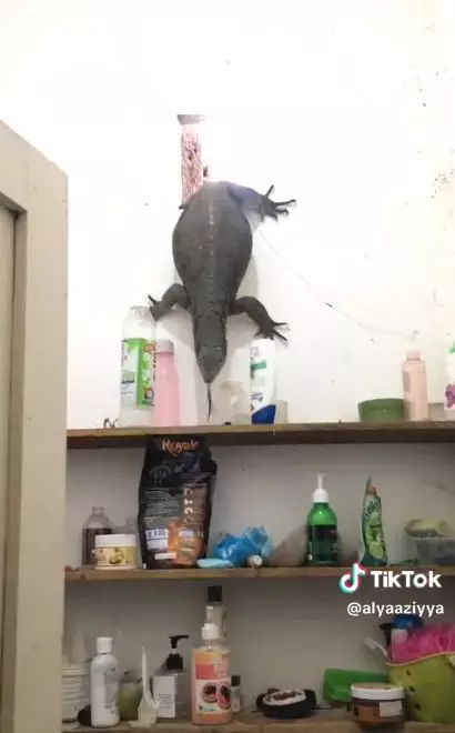 biawak jumbo masuk ke kamar mandi lewat ventilasi  © 2023 brilio.net