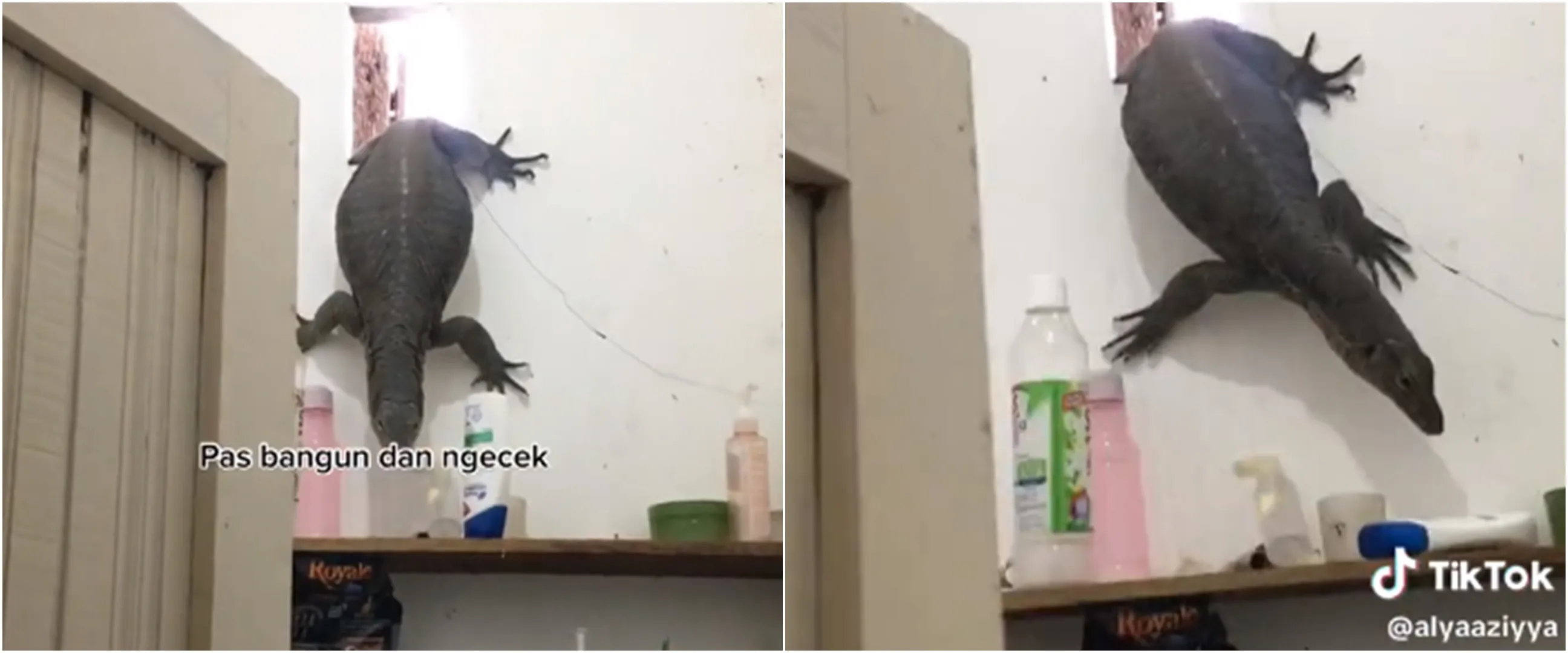 Lihat biawak jumbo masuk kamar mandi lewat jendela, reaksi cewek ini bikin greget