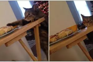 Diam-diam berulah, 11 potret kocak hewan kepergok mencuri makanan ini gemesin abis