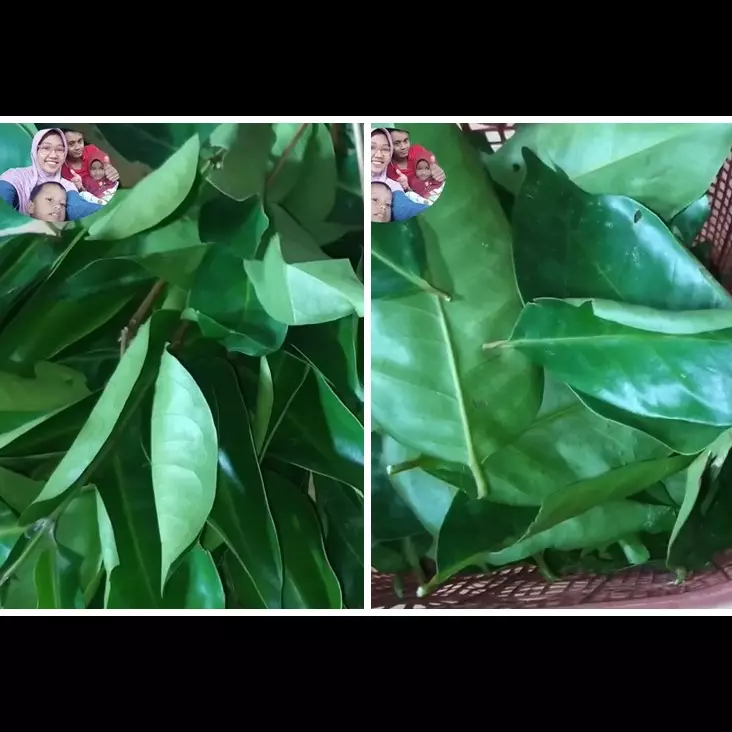 Cara menyimpan daun salam di suhu ruang, tetep hijau sampai berbulan-bulan