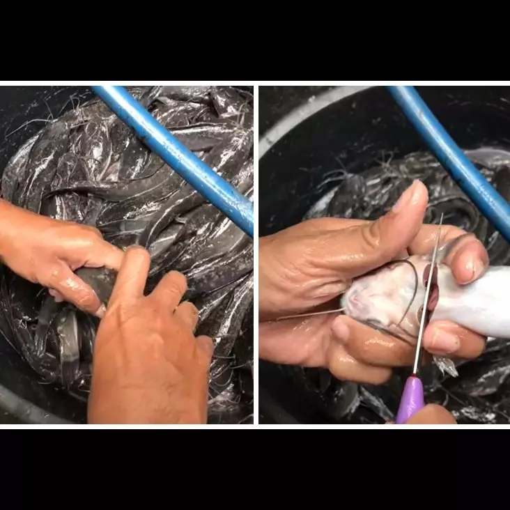 Tanpa garam dan digetok, begini cara mematikan lele dengan mudah