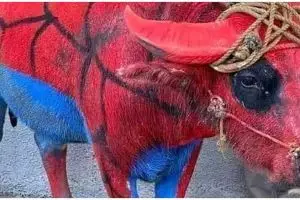 Biasa jadi hewan kurban, 11 potret lucu sapi ini bikin nyengir lebar