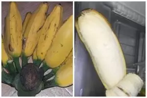 Tak perlu digantung, ini cara simpan pisang kepok agar tak lembek dan menghitam sampai 10 hari