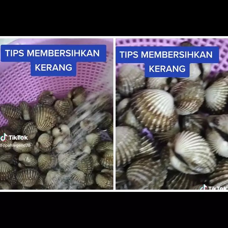 Tanpa disikat, begini cara mudah membersihkan kerang dara cuma pakai dua bahan dapur