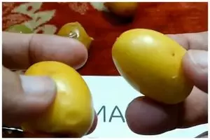 Jangan asal makan, ini trik membedakan kurma muda matang dan sudah busuk