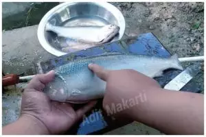 Tak perlu presto atau cabut tulang, ini cara jitu siangi ikan bandeng agar bebas duri tajam