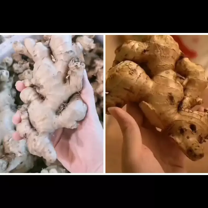 Cukup gunakan 2 bahan dapur, ini cara menyimpan jahe agar tetap fresh dan tahan lama