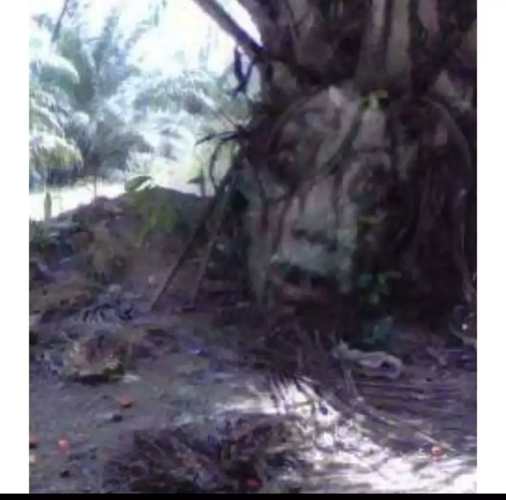 Potret kocak tumbuhan nyeleneh ini nggak biasa banget © berbagai sumber Potret kocak tumbuhan nyeleneh ini nggak biasa banget © berbagai sumber