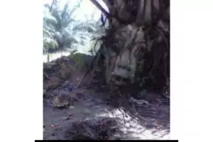 11 Potret kocak tumbuhan nyeleneh ini nggak biasa banget, ada yang serem sampai punya pakaian sendiri