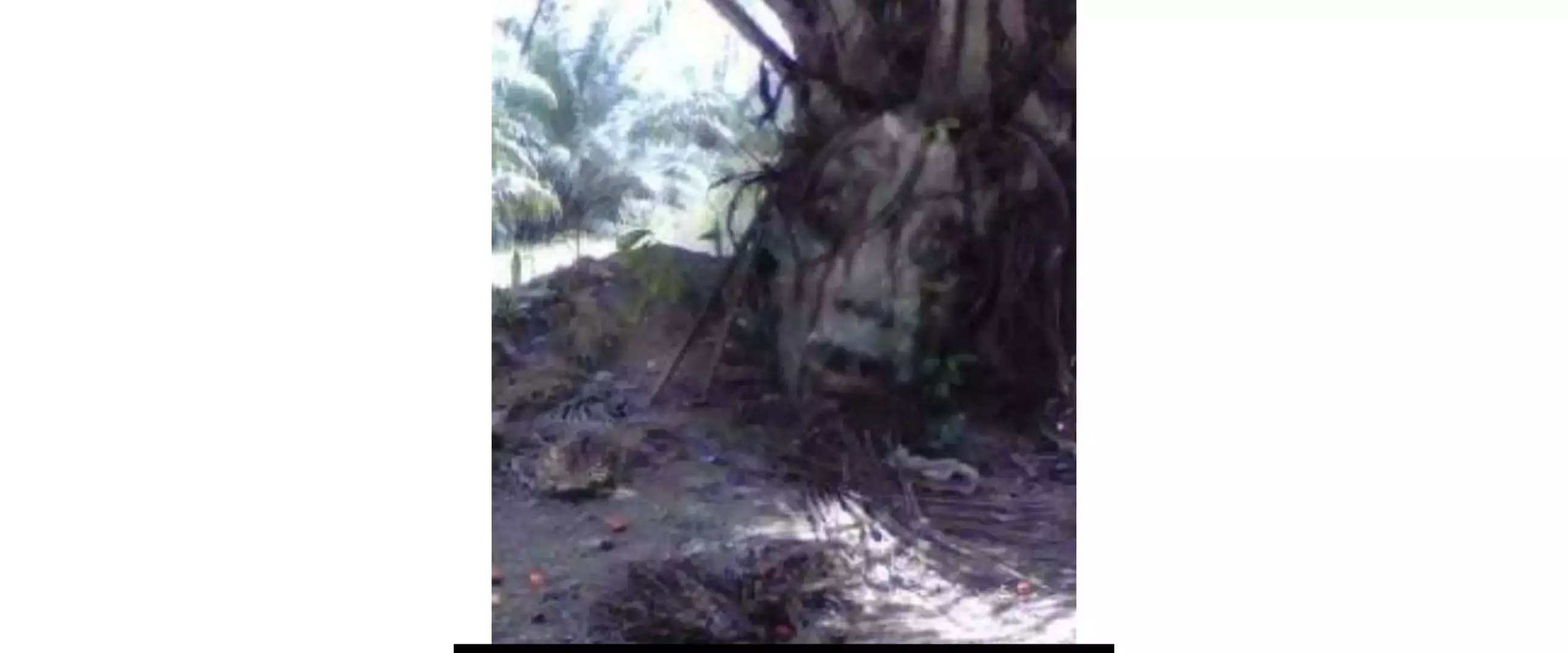 11 Potret kocak tumbuhan nyeleneh ini nggak biasa banget, ada yang serem sampai punya pakaian sendiri