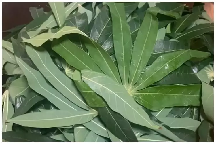 Tak perlu direbus dulu, ini trik menyimpan daun singkong agar awet dan tetap segar hingga 1 tahun