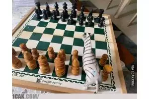 Nyeleneh parah, 11 potret kocak orang main catur ini bikin sang master gagal paham