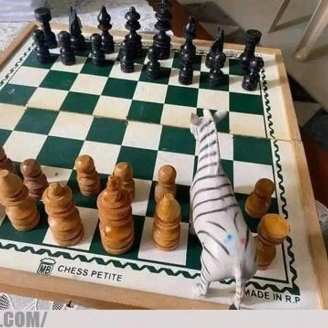 Nyeleneh parah, 11 potret kocak orang main catur ini bikin sang master gagal paham