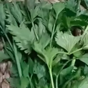 Tanpa perlu diiris-iris, ini cara mudah simpan seledri agar tetap segar dan tidak layu hingga 2 minggu