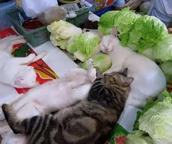 Potret kocak kucing tidur Berbagai sumber