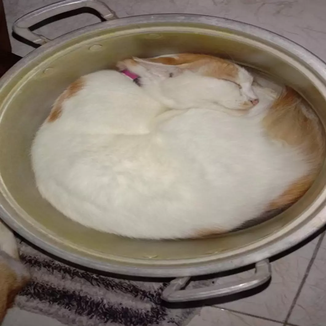 11 Potret kocak kucing tidur di tempat tak terduga ini bikin tepuk jidat