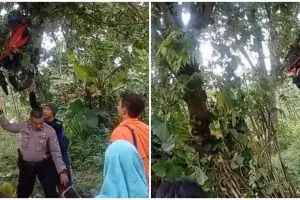 Viral momen pengendara motor nyangkut di pohon setinggi 3 meter, penyebabnya diduga karena rem blong