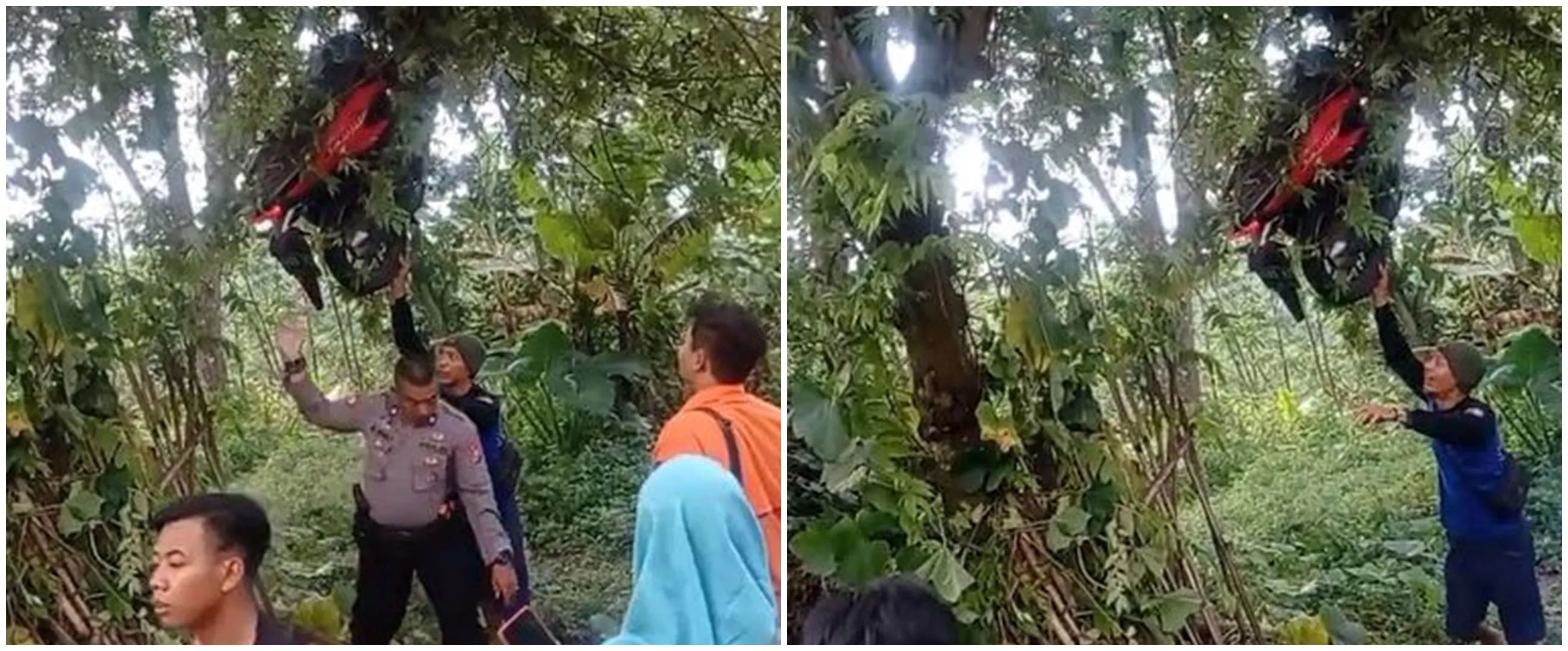 Viral momen pengendara motor nyangkut di pohon setinggi 3 meter, penyebabnya diduga karena rem blong