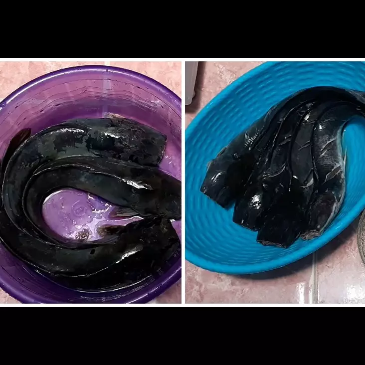 Tanpa garam, begini trik menghilangkan lendir ikan lele pakai satu bahan