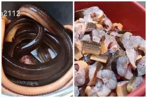 Jangan hanya dicuci dan dimarinasi, begini cara hilangkan amis dari ikan belut