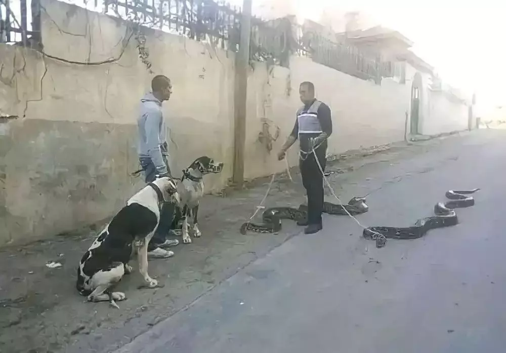 11 Potret kocak orang jalan-jalan sama hewan © berbagai sumber 11 Potret kocak orang jalan-jalan sama hewan © berbagai sumber