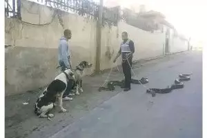 Nyeleneh abis, 11 potret aksi kocak ajak jalan-jalan hewan piaraan ini bikin kepala penuh pertanyaan