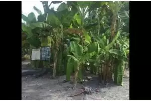 11 Potret kocak nggak sengaja pakai outfit menyatu dengan alam ini bikin lihat dua kali